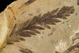 Metasequoia Fossil Plate - Cache Creek, BC #110905-1